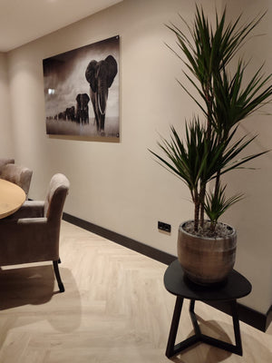 Livolo | Stopcontacten | Wandcontactdozen | Zwart | Schakelmateriaal